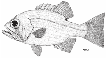 Glaucosoma buergeri (Glaucosoma buergeri) |commons:File:Glaucosoma buergeri, Adult.png