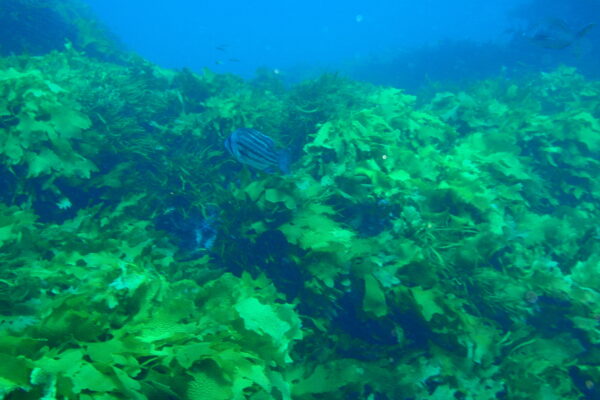 Glaucosoma hebraicum (Glaucosoma hebraicum) |commons:File:Glaucosoma hebraicum West Australian dhufish PC269977.JPG