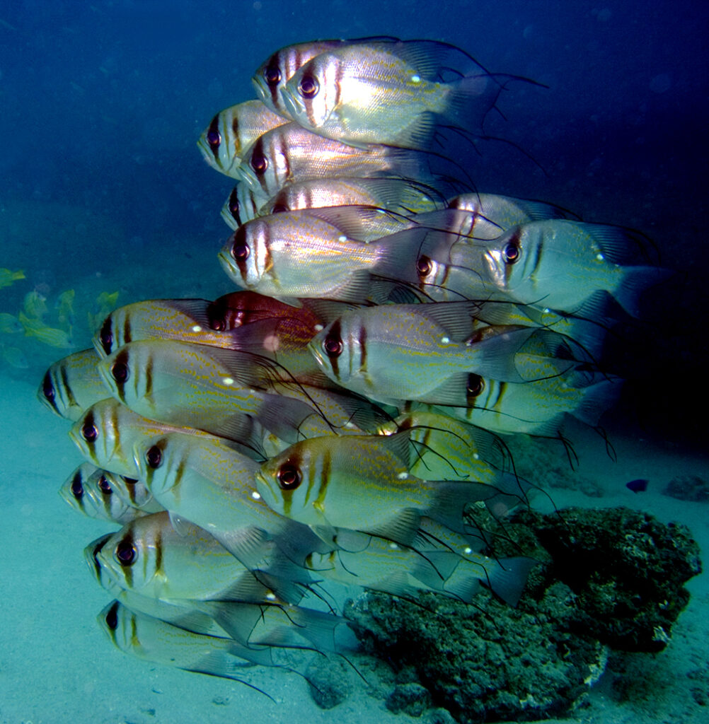Glaucosoma magnificum (Glaucosoma magnificum) |commons:File:Glaucosoma magnificum.jpg