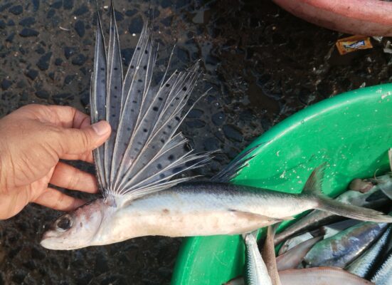 Glider Flyingfish (Cheilopogon atrisignis) |commons:File:Glider Flyingfish Cheilopogon atrisignis IMG 20231031 (1) 01.jpg