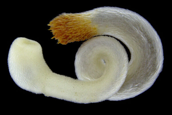 glistenworm Chaetoderma nitidulum