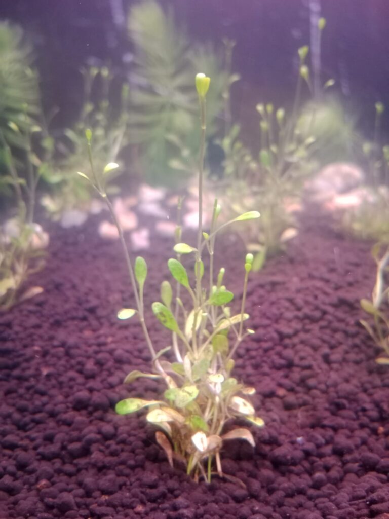 Glosso (Glossostigma elatinoides) |commons:File:Glossostigma elatinoides.jpg