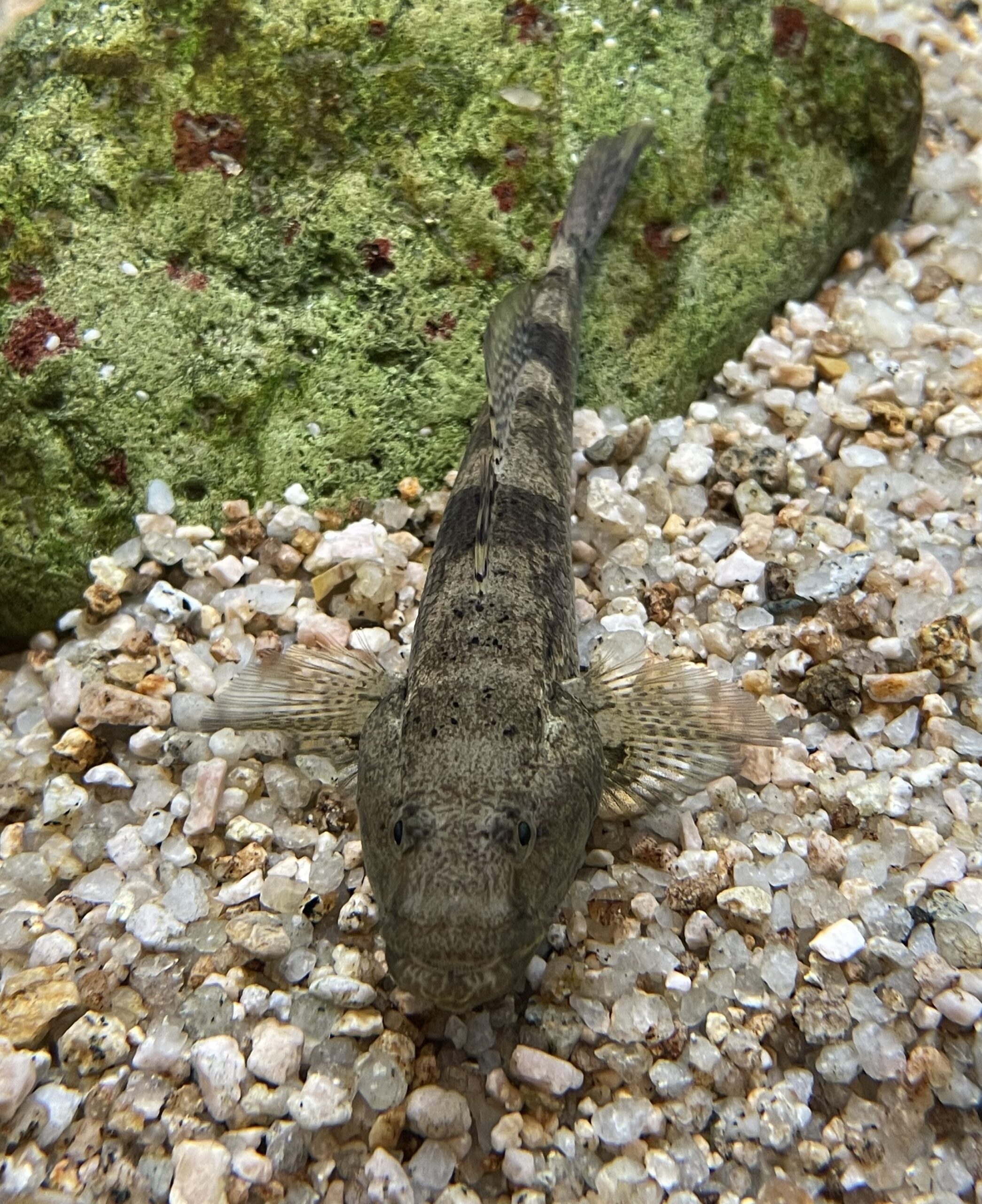 Glossogobius olivaceus (Glossogobius olivaceus) |commons:File:Glossogobius olivaceus Gobius.jpg