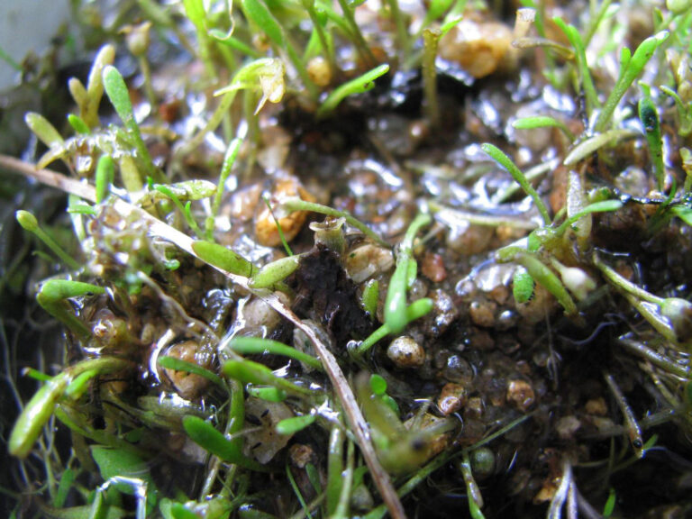 Glossostigma Cleistanthum (Glossostigma cleistanthum) |commons:File:Glossostigma cleistanthum 5448302.jpg