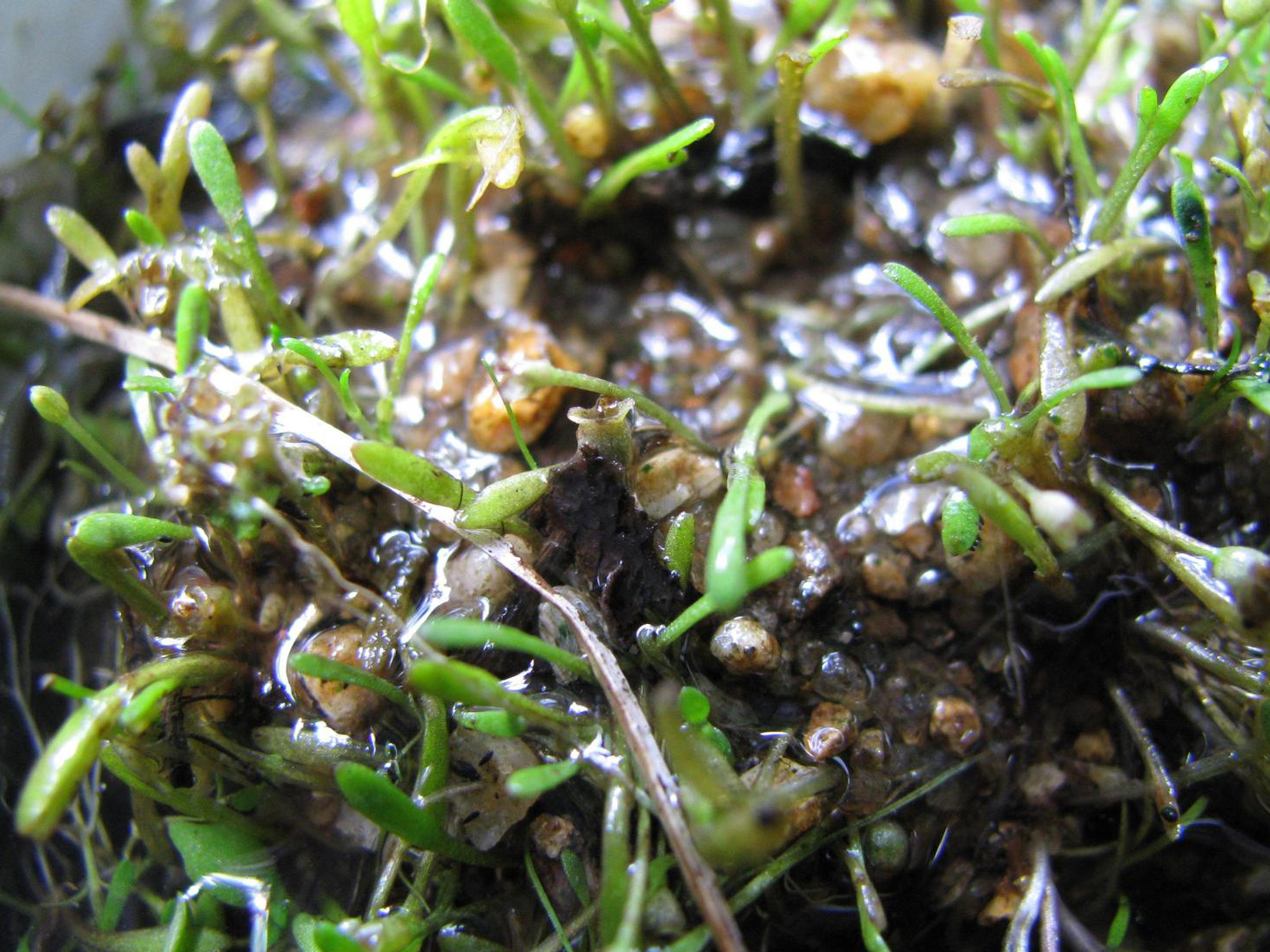 Glossostigma Cleistanthum (Glossostigma cleistanthum) |commons:File:Glossostigma cleistanthum 5448302.jpg