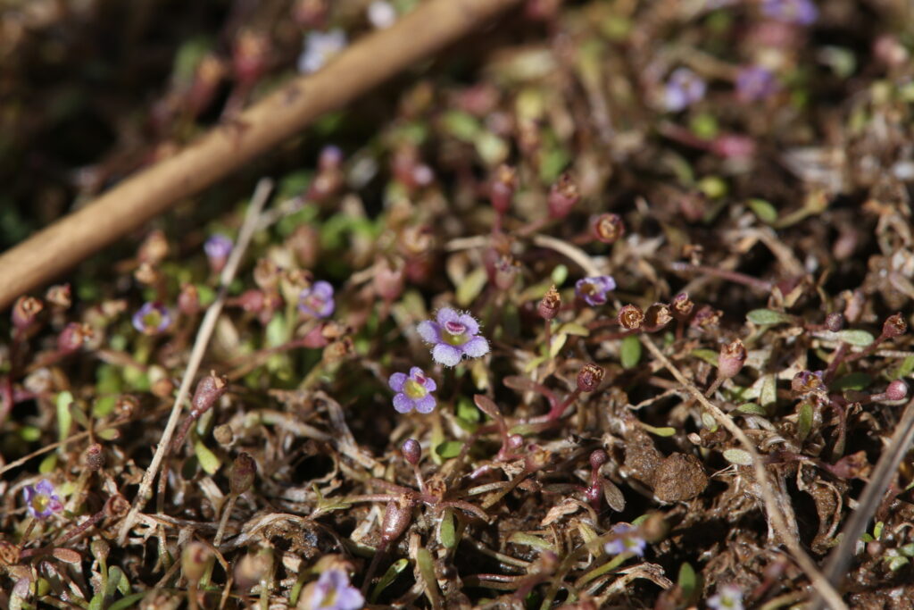Glossostigma Drummondii (Glossostigma drummondii) |commons:File:Glossostigma drummondii.jpg