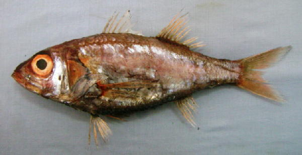 Glow-belly (Acropoma japonicum) |commons:File:Acropoma japonicum.png