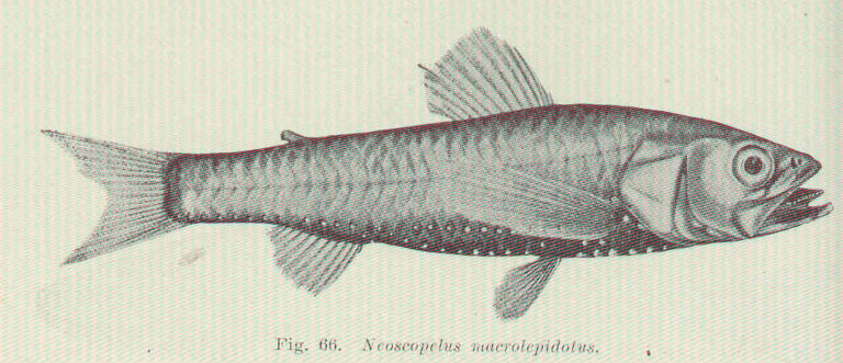 Glowingfish (Neoscopelus macrolepidotus) |commons:File:FMIB 45577 Neoscopelus macrolepidotus.jpeg