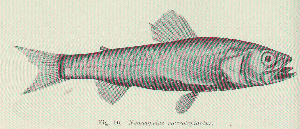 Glowingfish (Neoscopelus macrolepidotus) |commons:File:FMIB 45577 Neoscopelus macrolepidotus.jpeg