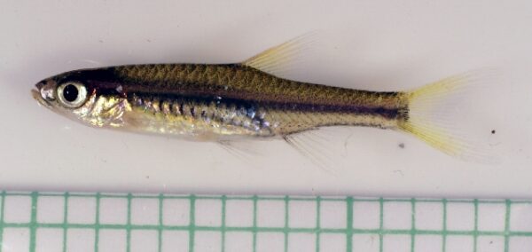 Glowlight Rasbora (Trigonopoma pauciperforatum) |commons:File:Trigonopoma pauciperforatum.jpg