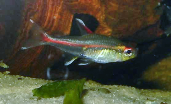 Glowlight Tetra (Hemigrammus erythrozonus) |commons:File:Hemigrammus erythrozonus.jpg