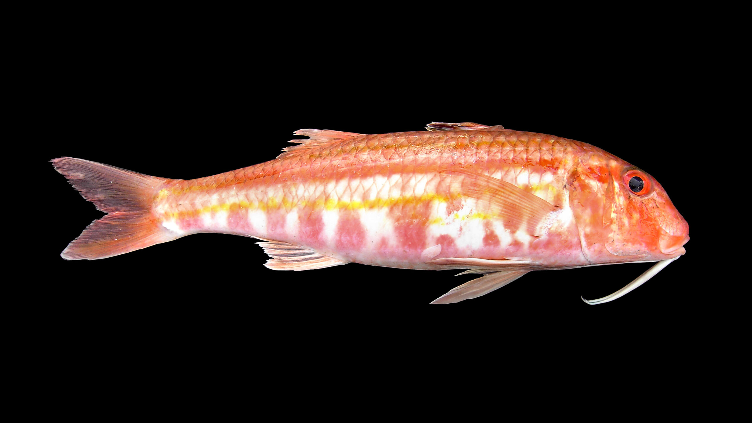 Goatfish (Mullus surmuletus) |commons:File:Mullus surmuletus.jpg
