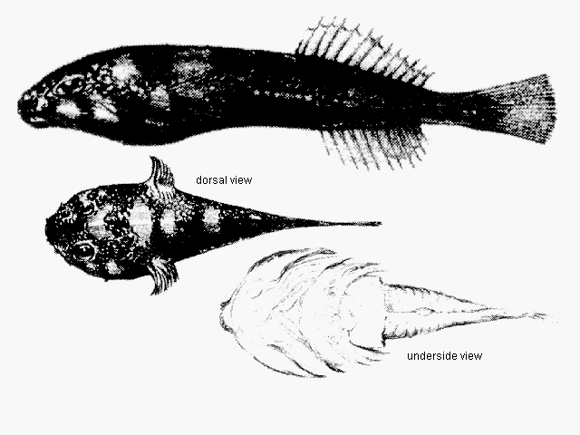 Gobiesox marmoratus (Gobiesox marmoratus) |commons:File:Gobiesox marmoratus.gif