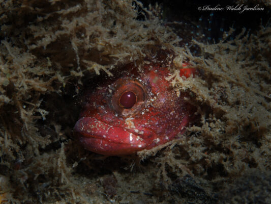 Gobioclinus kalisherae (Gobioclinus kalisherae) |commons:File:Gobioclinus kalisherae 176803819.jpg