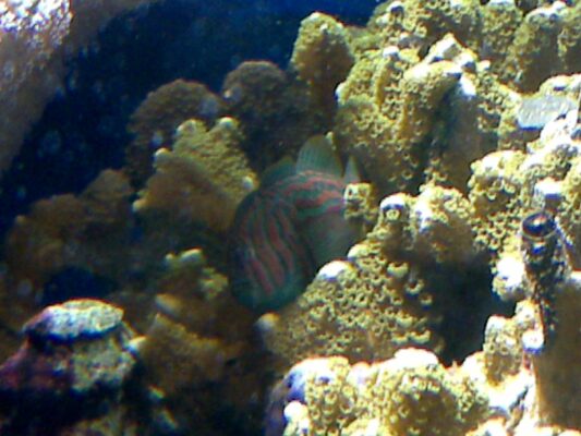 Gobiodon histrio (Gobiodon histrio) |commons:File:Gobiodon histrio.jpg