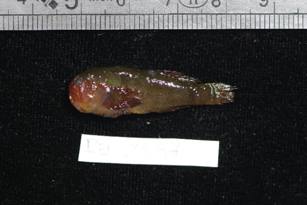 Gobiodon rivulatus (Gobiodon rivulatus) |commons:File:Gobiodon rivulatus.jpg