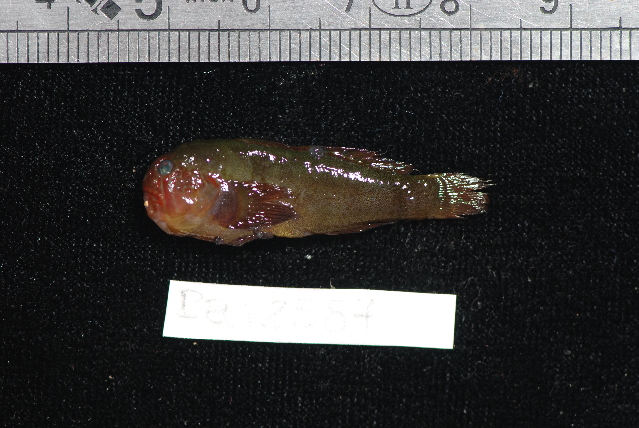 Gobiodon rivulatus (Gobiodon rivulatus) |commons:File:Gobiodon rivulatus.jpg