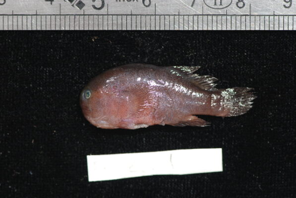 Gobiodon unicolor (Gobiodon unicolor) |commons:File:Gobiodon unicolor.jpg