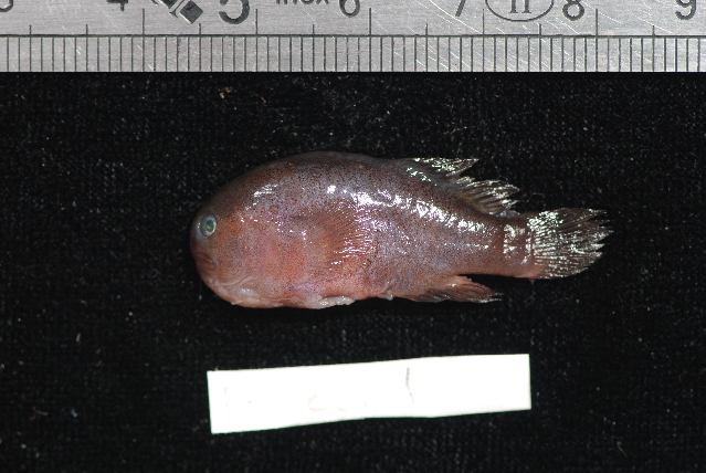 Gobiodon unicolor (Gobiodon unicolor) |commons:File:Gobiodon unicolor.jpg
