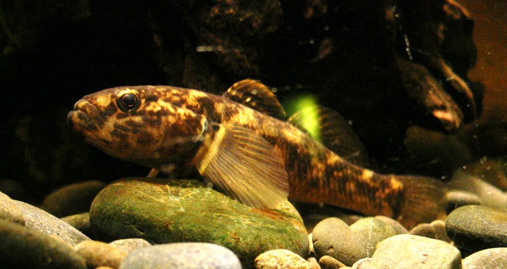 Gobiomorphus cotidianus (Gobiomorphus cotidianus) |commons:File:Common bully, Gobiomorphus cotidianus.jpg