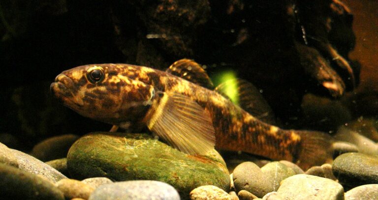 Gobiomorphus cotidianus (Gobiomorphus cotidianus) |commons:File:Common bully, Gobiomorphus cotidianus.jpg
