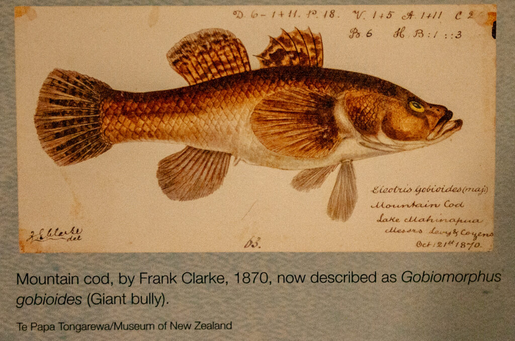 Gobiomorphus gobioides (Gobiomorphus gobioides) |commons:File:Frank Clarke - Gobiomorphus gobioides (Giant bully).jpg