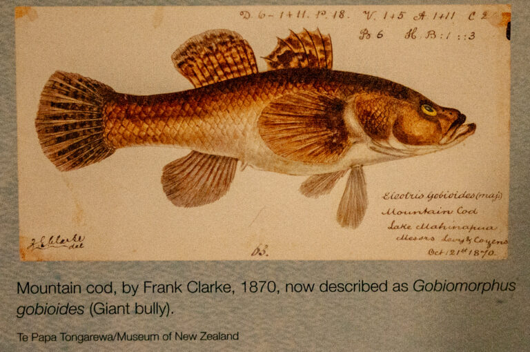Gobiomorphus gobioides (Gobiomorphus gobioides) |commons:File:Frank Clarke - Gobiomorphus gobioides (Giant bully).jpg