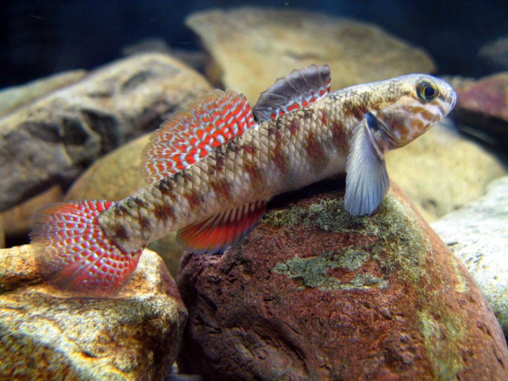 Gobiomorphus huttoni (Gobiomorphus huttoni) |commons:File:Male redfin bully (Gobiomorphus huttoni).jpg