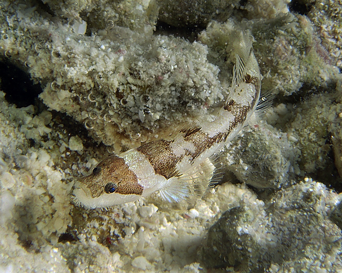 Gobiopsis arenaria (Gobiopsis arenaria) |commons:File:Gobiopsis arenaria.jpg