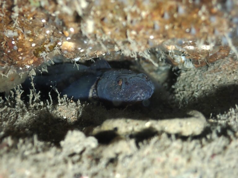 Gobiopsis atrata (Gobiopsis atrata) |commons:File:Gobiopsis atrata 189374281.jpg