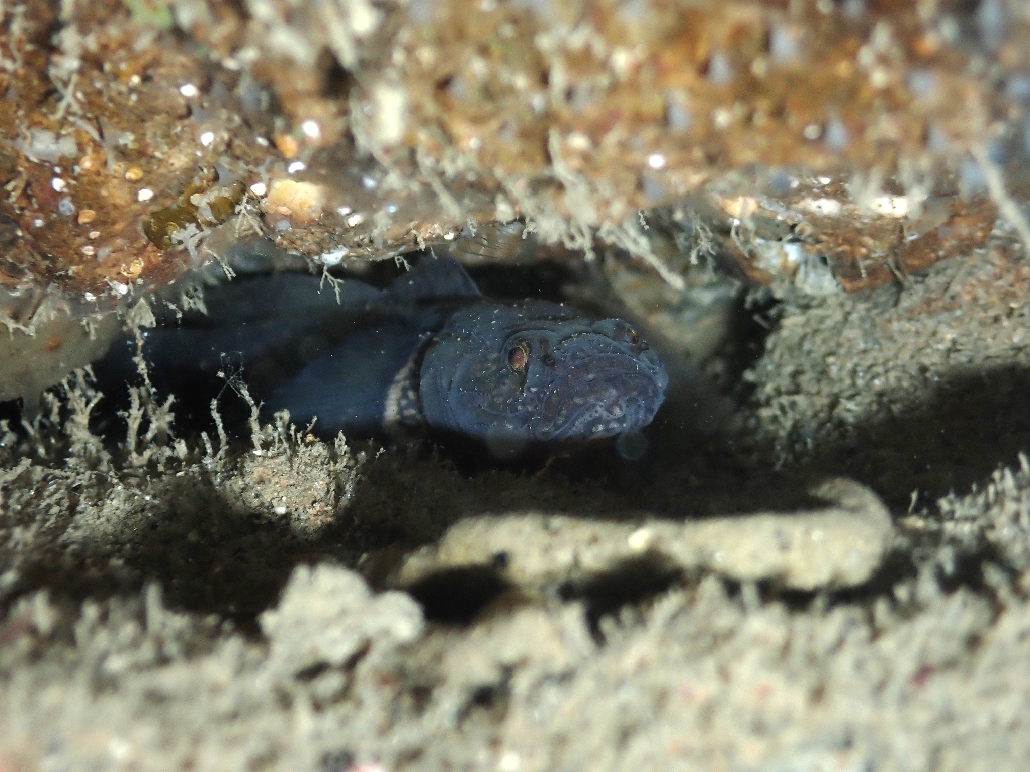 Gobiopsis atrata (Gobiopsis atrata) |commons:File:Gobiopsis atrata 189374281.jpg
