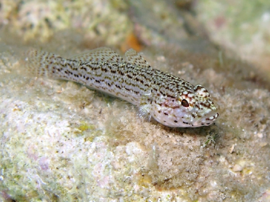 Gobius fallax (Gobius fallax) |commons:File:Gobius fallax.png