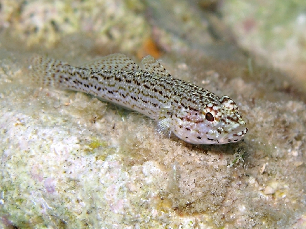 Gobius fallax (Gobius fallax) |commons:File:Gobius fallax.png