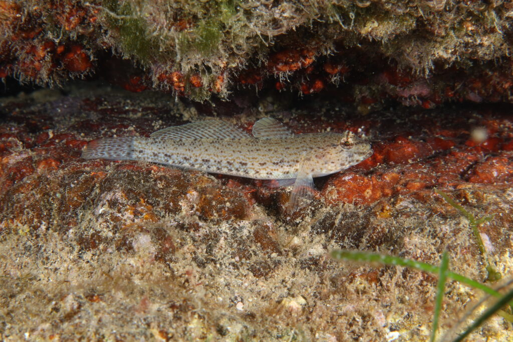 Gobius incognitus (Gobius incognitus) |commons:File:Gobius incognitus.jpg