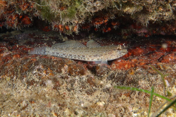 Gobius incognitus (Gobius incognitus) |commons:File:Gobius incognitus.jpg