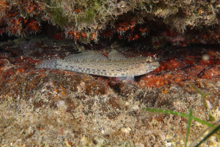 Gobius incognitus (Gobius incognitus) |commons:File:Gobius incognitus.jpg