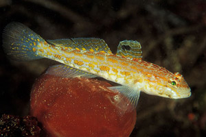 Gobius kolombatovici (Gobius kolombatovici) |commons:File:Gobius kolombatovici.jpg