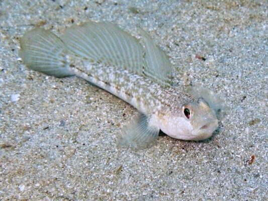 Gobius roulei (Gobius roulei) |commons:File:Gobius roulei Cres.JPG