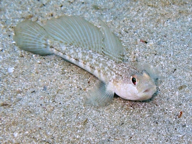 Gobius roulei (Gobius roulei) |commons:File:Gobius roulei Cres.JPG