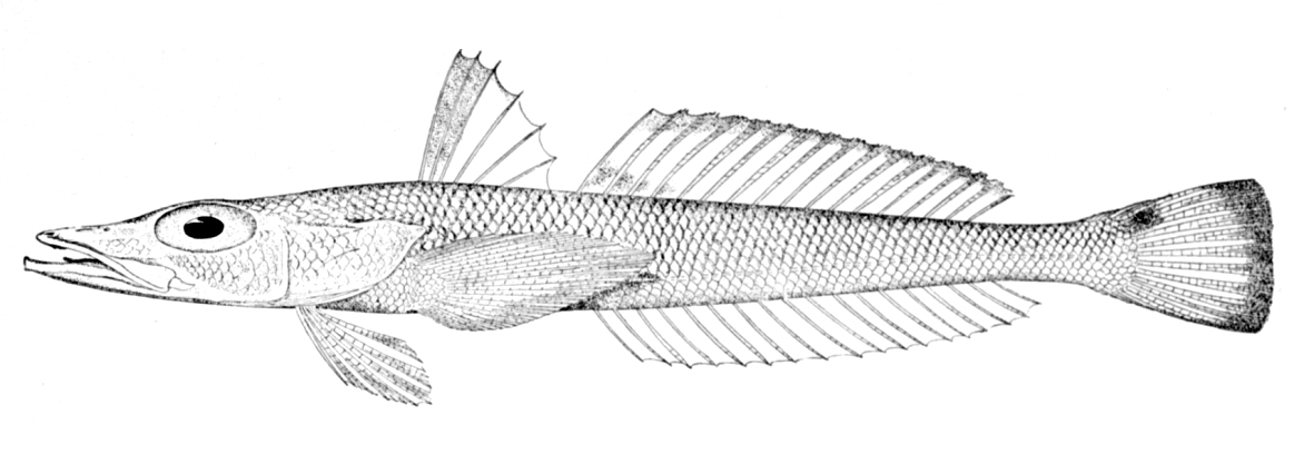 Goby Flathead (Bembrops gobioides) |commons:File:Bembrops gobioides.jpg