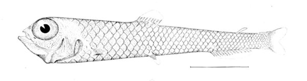 Goiter Blacksmelt (Bathylagus euryops) |commons:File:Bathylagus euryops.jpg