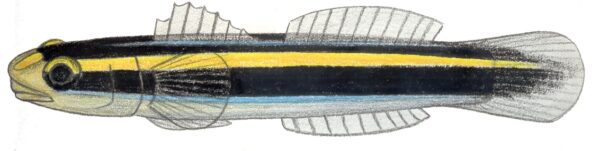 Gold Neon Goby (Elacatinus randalli) |commons:File:Elacatinus randalli.JPG
