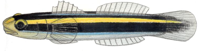 Gold Neon Goby (Elacatinus randalli) |commons:File:Elacatinus randalli.JPG