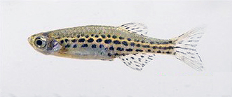 Gold Ring Danio (Danio tinwini) |commons:File:Danio tinwini.jpg