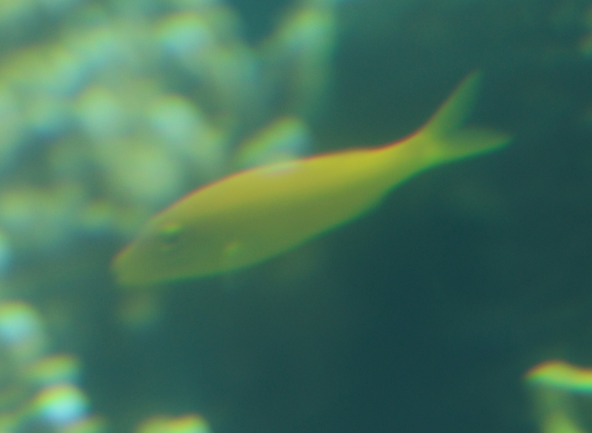 gold-saddle goatfish (Parupeneus cyclostomus) |commons:File:Parupeneus cyclostomus 250967035.jpg