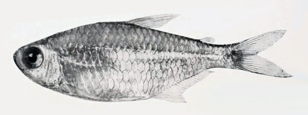 Gold Tetra (Hemigrammus rodwayi) |commons:File:Hemigrammus rodwayi.jpg