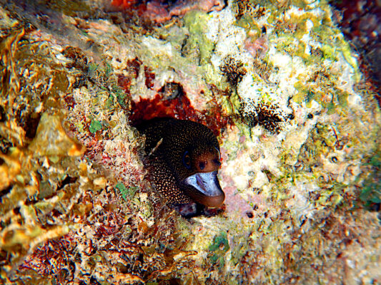 Golden Moray Eel (Gymnothorax miliaris) |commons:File:Gymnothorax miliaris.jpg