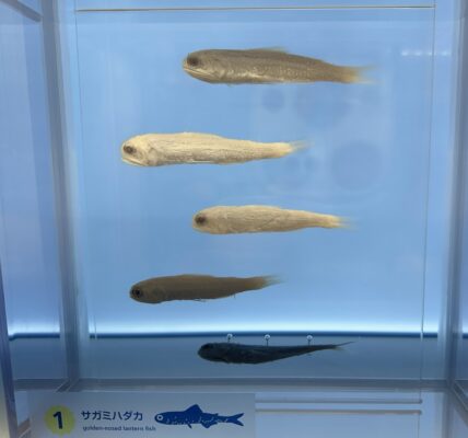 Golden-nosed Lantern Fish (Diaphus chrysorhynchus) |commons:File:Diaphus chrysorhynchus 0.jpg