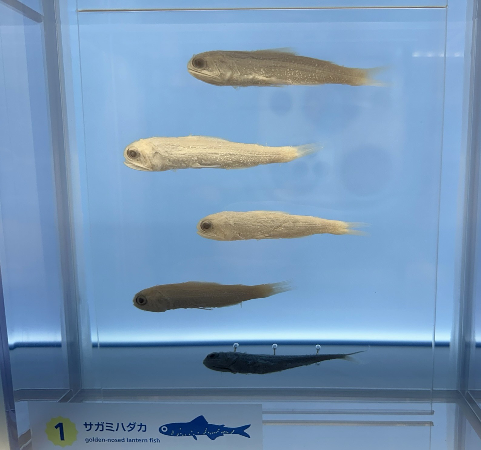 Golden-nosed Lantern Fish (Diaphus chrysorhynchus) |commons:File:Diaphus chrysorhynchus 0.jpg