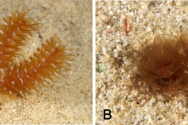 golden phoronid Phoronopsis californica